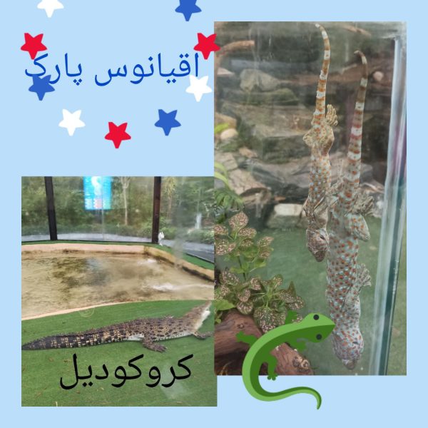 اردوی اقیانوس پارک