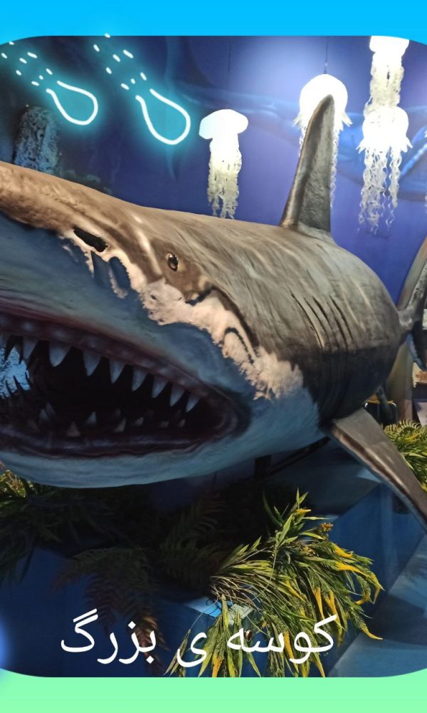 اردوی اقیانوس پارک