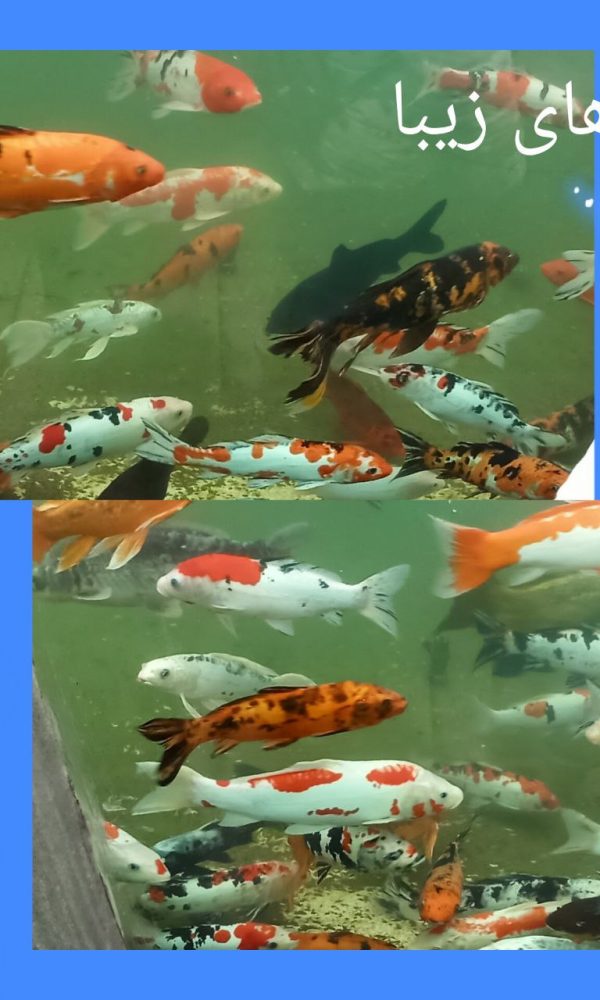 اردوی اقیانوس پارک