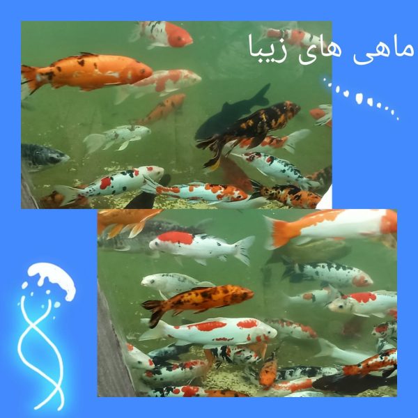 اردوی اقیانوس پارک